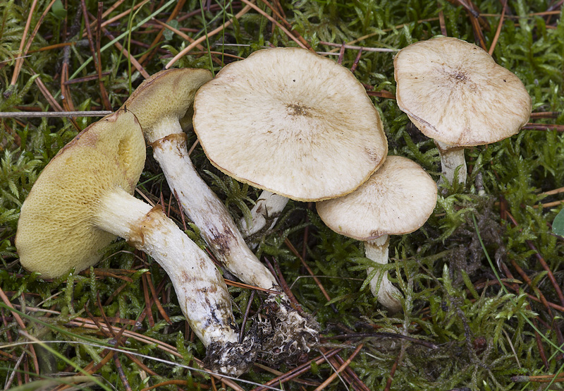 Suillus flavidus